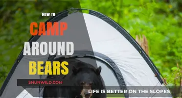 Safe Camping Tips: Coexisting with Bears in the Wild