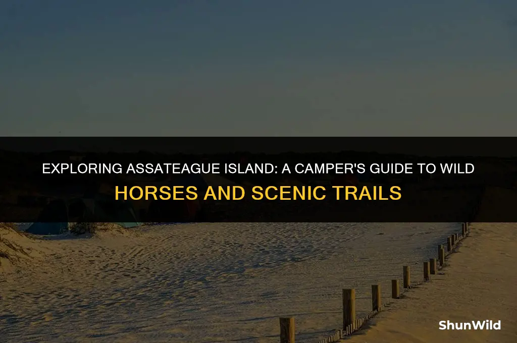 how to camp at assateague island