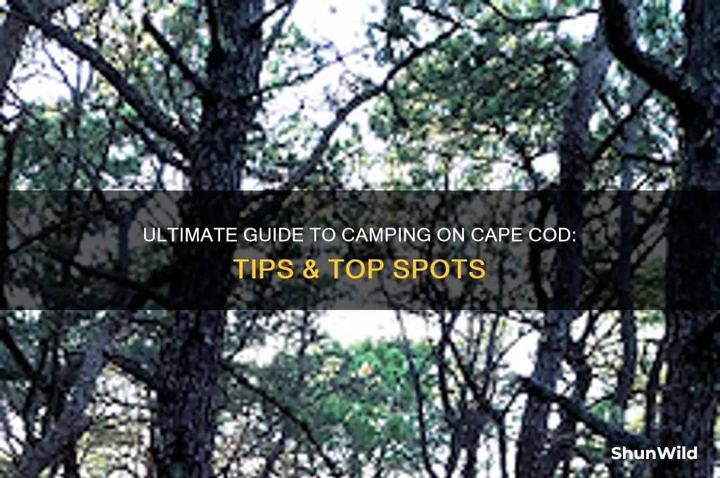 how to camp in capecod