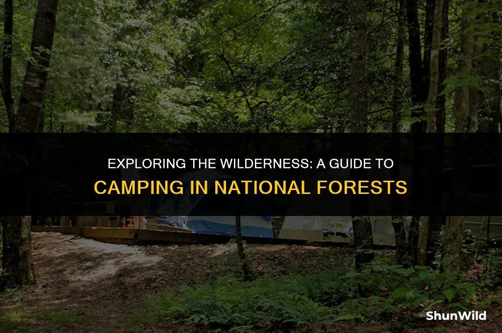 how to camp in national forest