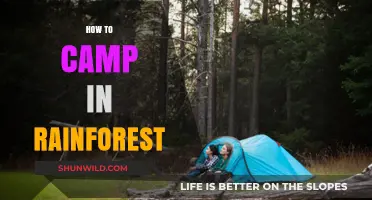 Rainforest Camping Guide: Essential Tips for a Safe Adventure