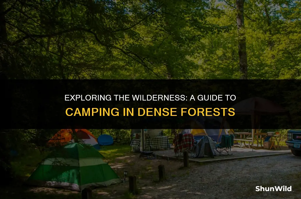 how to camp in thick forest