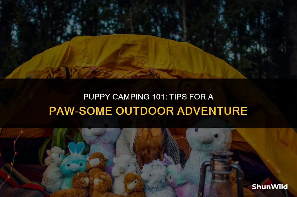 how to camp with a puppy