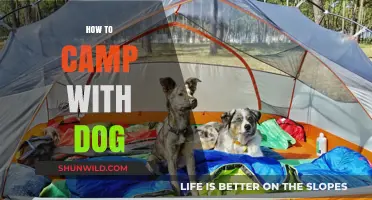 Camping with Your Dog: Essential Tips for a Paw-some Adventure