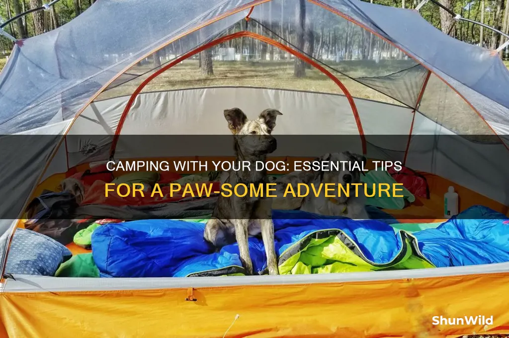 how to camp with dog