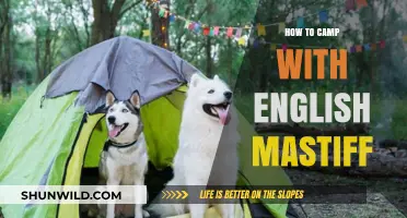Adventures in the Great Outdoors: Camping with Your English Mastiff