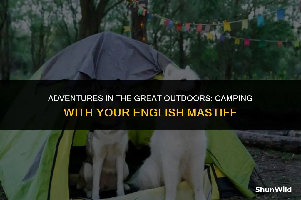 how to camp with english mastiff