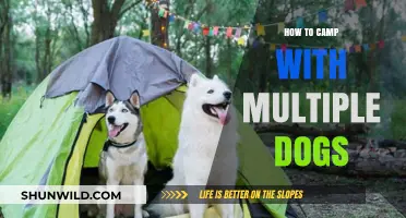 Adventurous Tails: Camping with Your Canine Companions