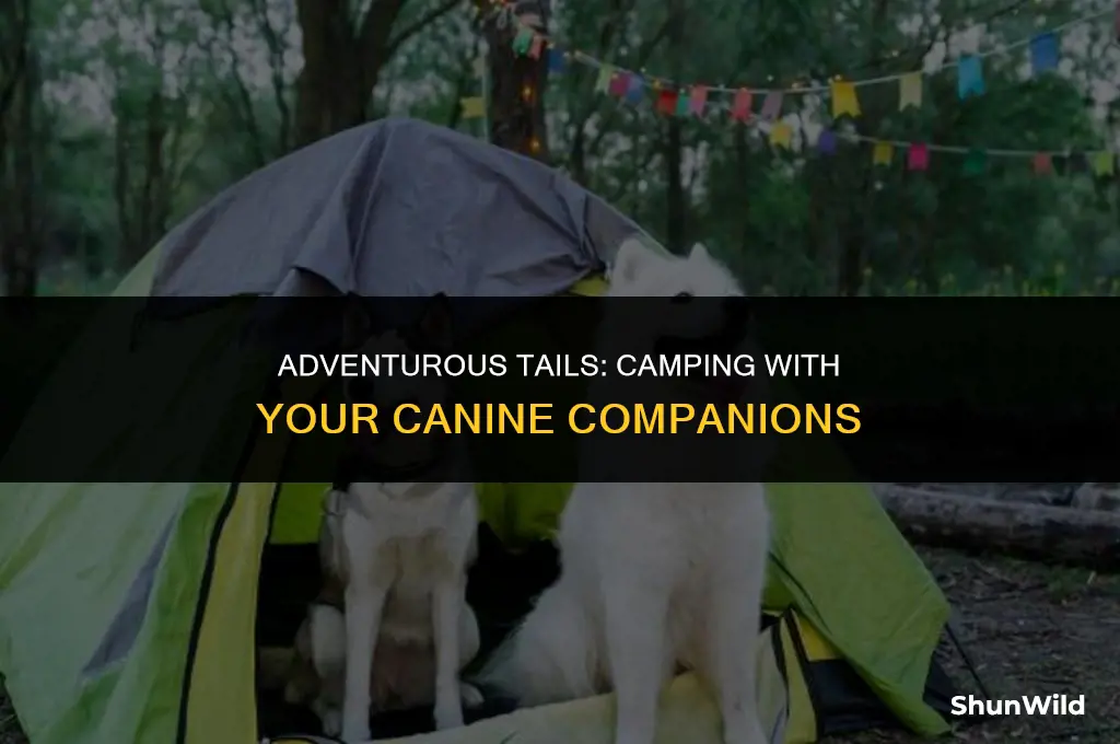 how to camp with multiple dogs
