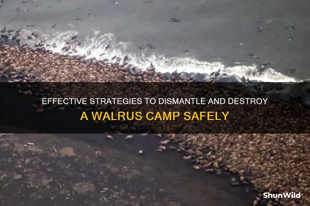 how to destroy walrus camp