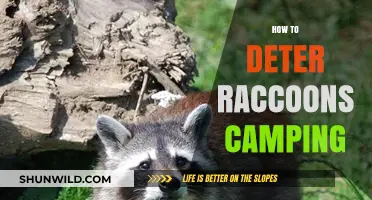 Effective Strategies to Keep Raccoons Away from Your Campsite
