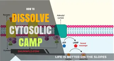 Effective Methods to Dissolve Cytosolic cAMP in Cellular Research