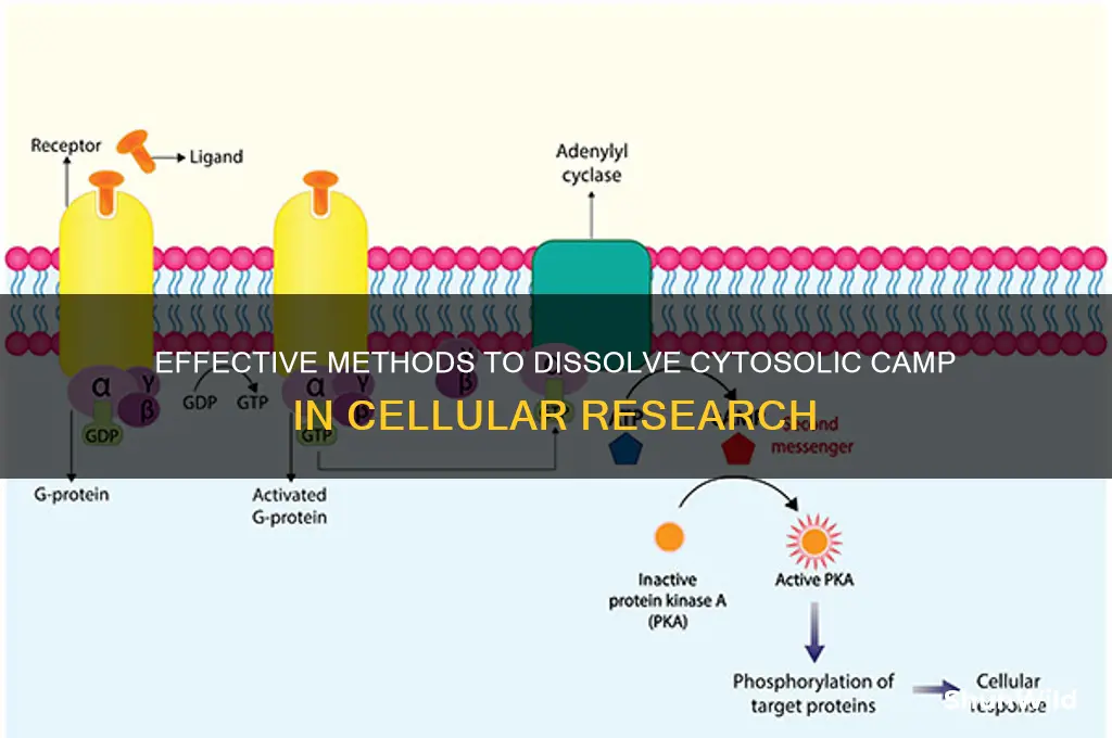 how to dissolve cytosolic camp