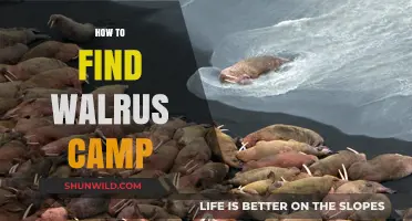 Discovering Walrus Camps: Essential Tips for Arctic Adventurers