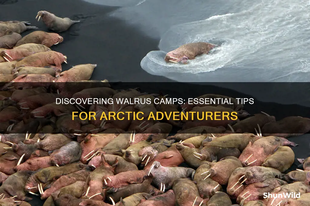 how to find walrus camp