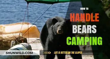 Bear Safety Tips: Essential Strategies for Safe Camping Adventures