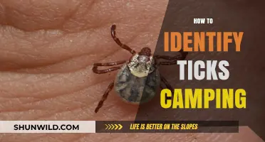 Essential Tips for Spotting Ticks While Camping in the Wild