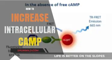 Boosting Intracellular cAMP: Effective Strategies for Enhanced Cellular Signaling