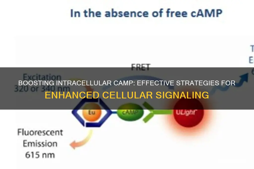 how to increase intracellular camp