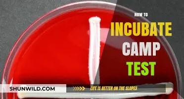 Mastering Camp Test Incubation: Essential Tips for Perfect Results
