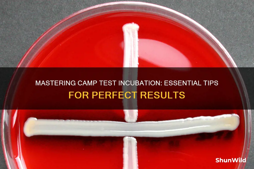 how to incubate camp test