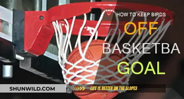Deter Birds from Basketball Goals