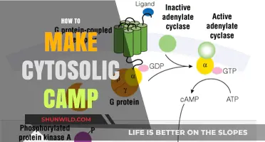 Mastering Cytosolic cAMP Synthesis: A Step-by-Step Guide for Researchers