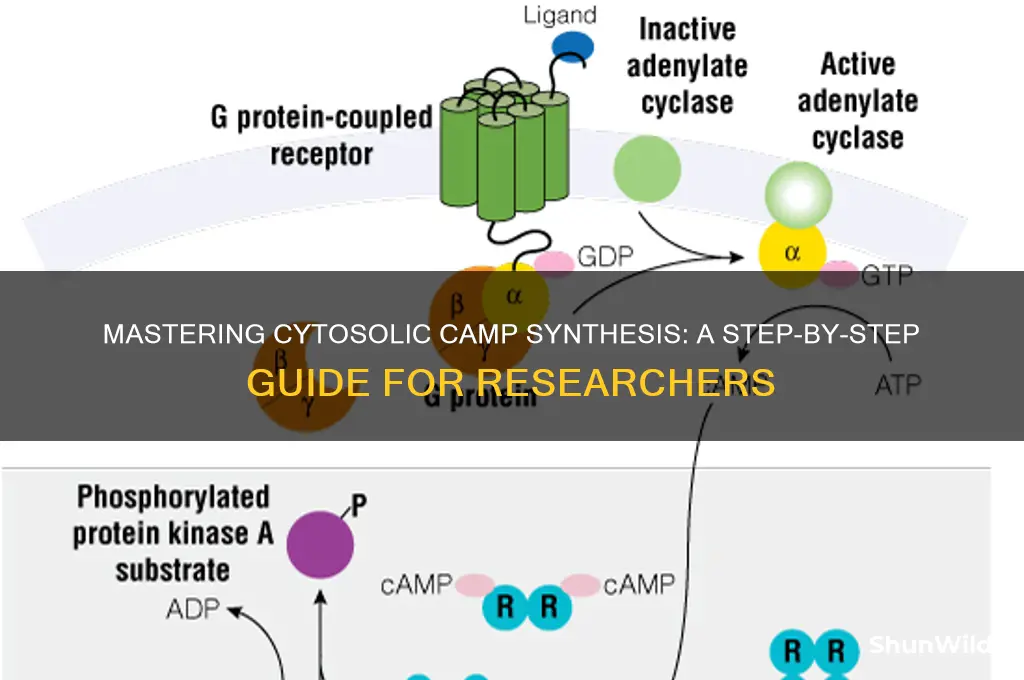 how to make cytosolic camp