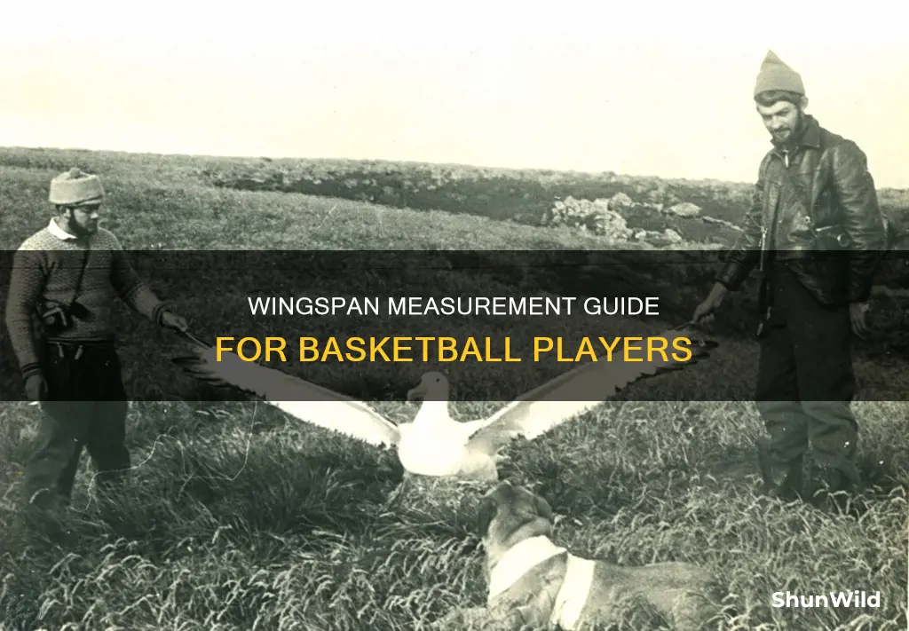 how to measure wingspan for basketball