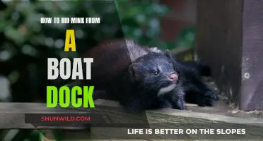 Mink Menace: Protecting Your Boat Dock