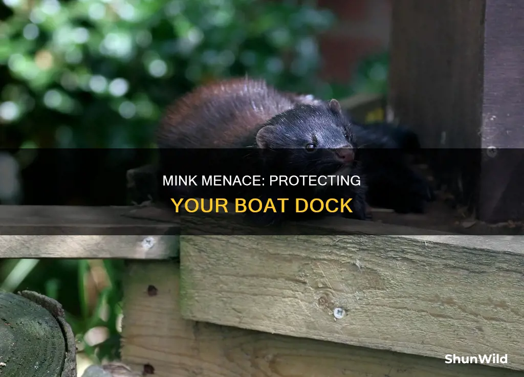 how to rid mink from a boat dock