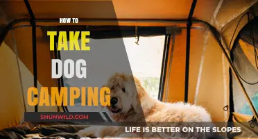 Essential Tips for a Safe and Fun Dog Camping Adventure