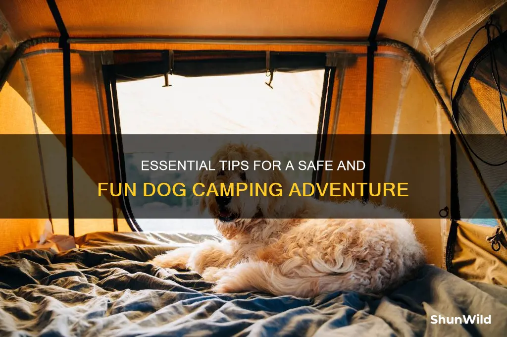 how to take dog camping