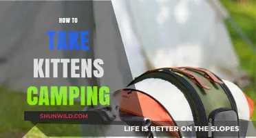 Camping with Kittens: Tips for a Purrfect Outdoor Adventure