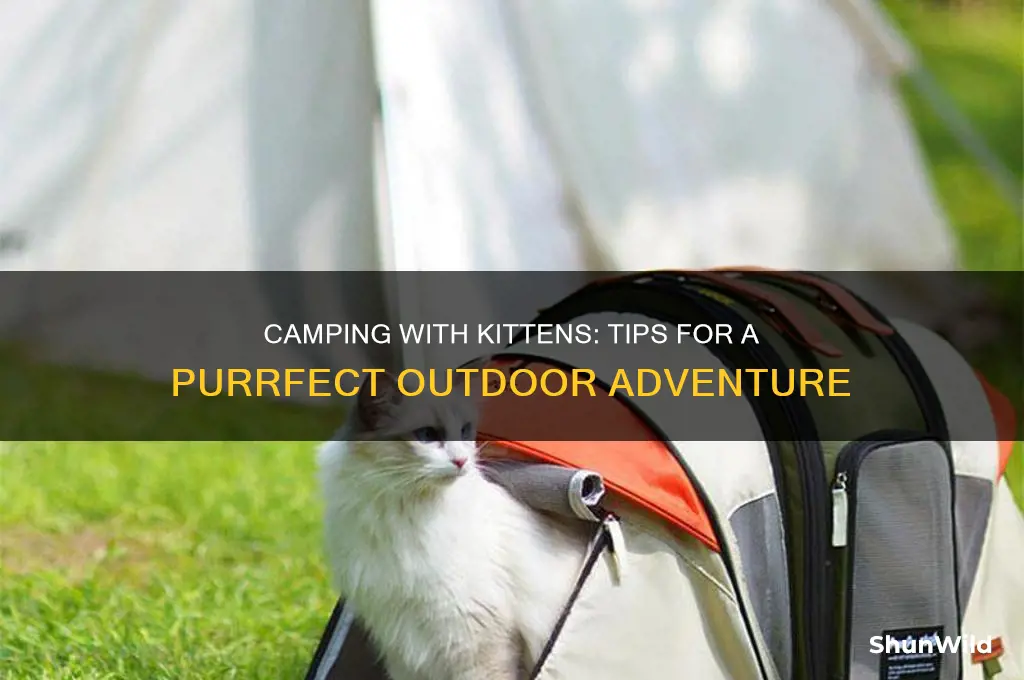 how to take kittens camping