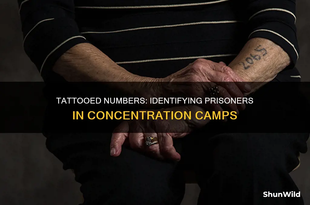 how were prisoners identified in concentration camps