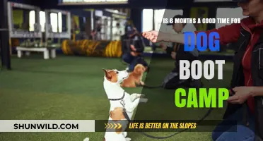Six-Month Dog Boot Camp: Effective Training or Too Soon?