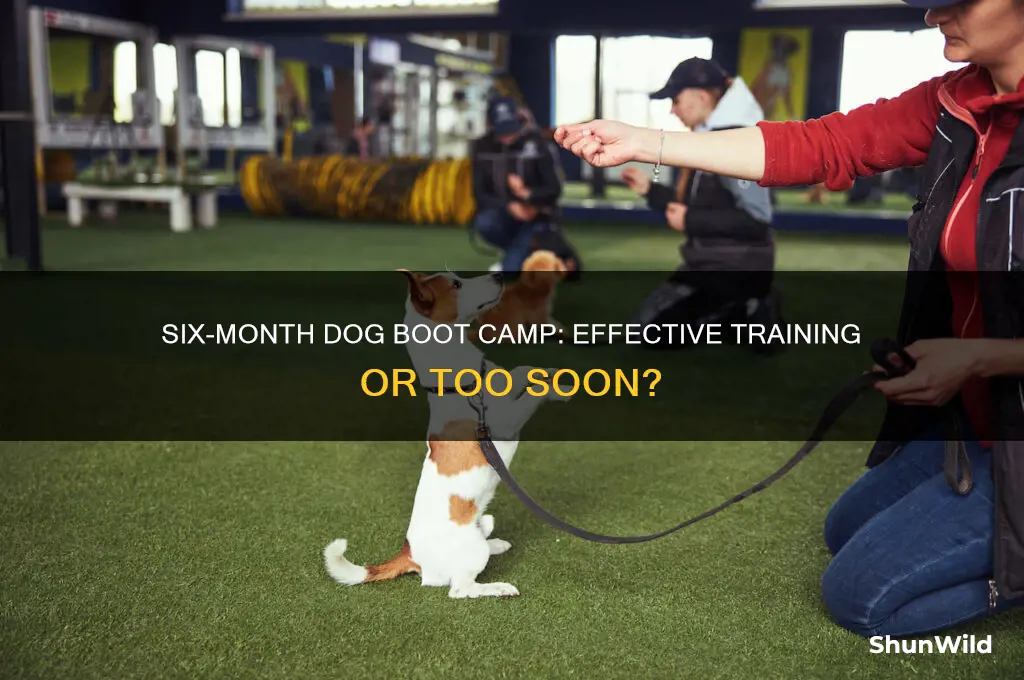 is 6 months a good time for dog boot camp