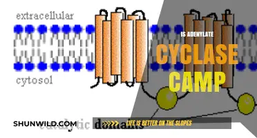Understanding Adenylate Cyclase and Its Role in cAMP Production