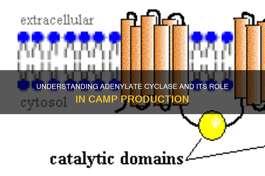 is adenylate cyclase camp