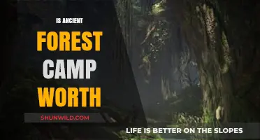 Is Ancient Forest Camp Worth the Adventure? A Detailed Review