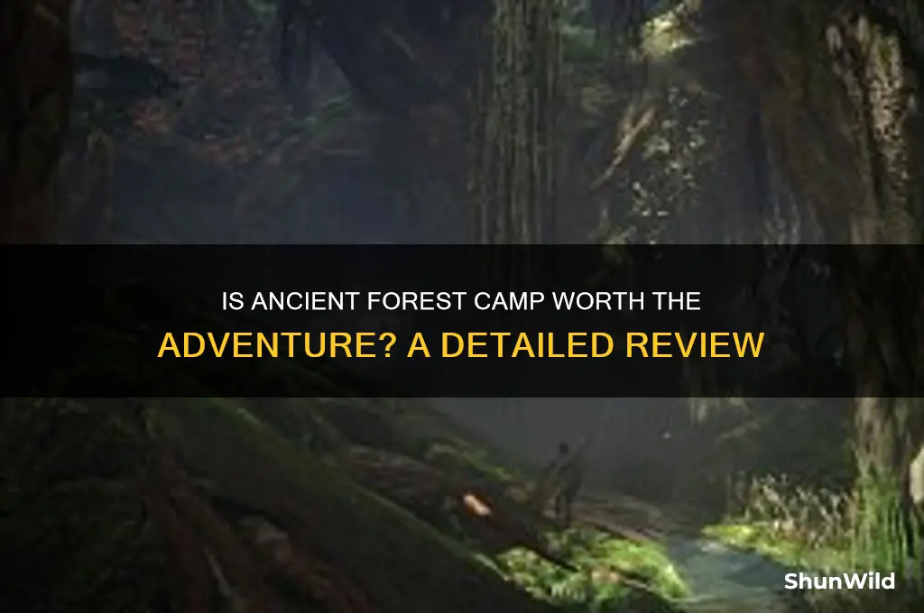 is ancient forest camp worth