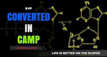 Understanding ATP to cAMP Conversion: Key Cellular Signaling Process