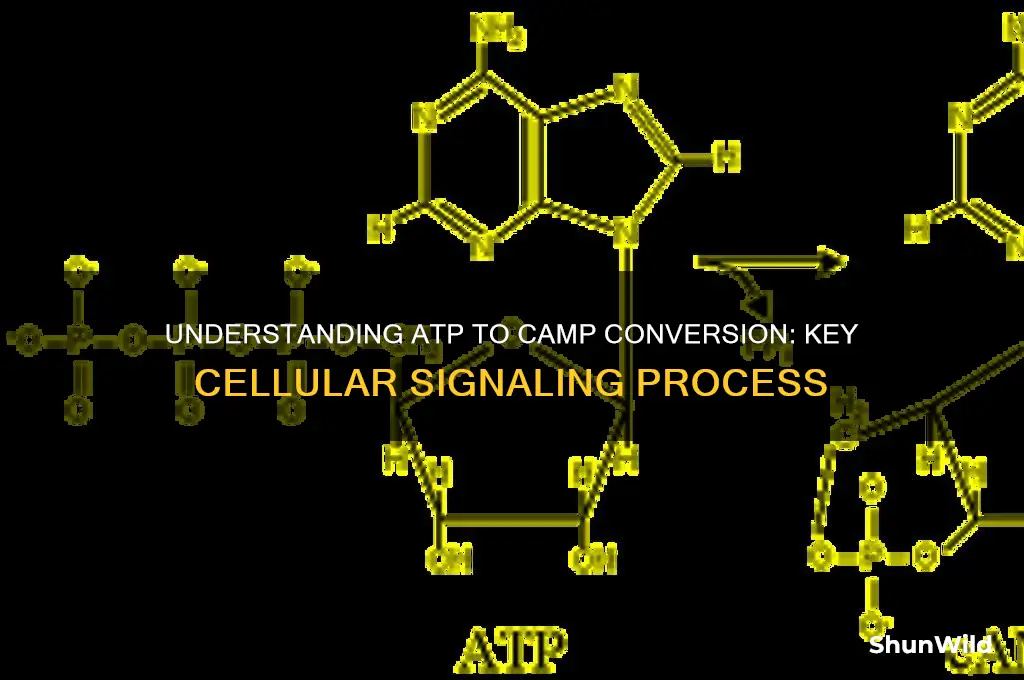 is atp converted in camp