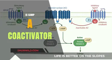 Exploring the Role of CAMP as a Potential Coactivator