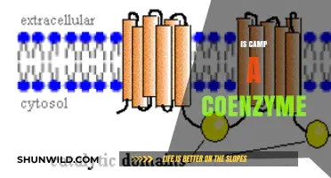 Is Camp a Coenzyme? Unraveling the Role of Camp in Biology