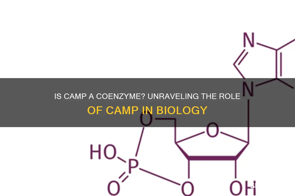 is camp a coenzyme