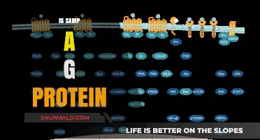 Exploring the Relationship: Is Camp a G Protein?