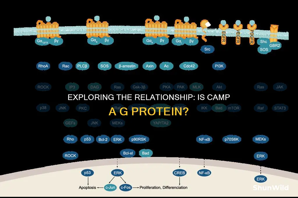 is camp a g protein