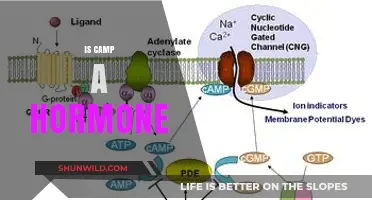 Is Camp a Hormone? Unraveling the Myth and Science Behind It